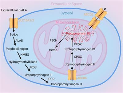 Heme Biosynthesis Factors and 5-ALA Induced Fluorescence: Analysis of mRNA and Protein Expression in Fluorescing and Non-fluorescing Gliomas